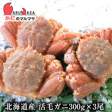 北海道産 活毛がに(300g×3尾)セット 楽天ランキング入賞毛カニ部門ランクイン!!あす楽 毛蟹 毛ガニ カニ通販 道産品 残暑見舞い ギフト