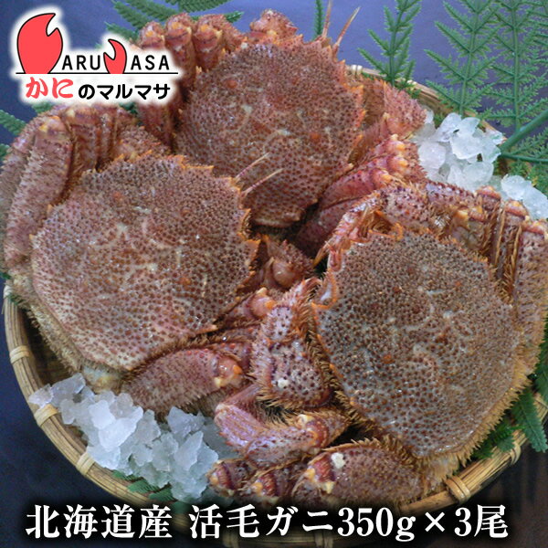 楽天かにのマルマサ【北海道】活毛がに（350g×3尾）セット あす楽対応北海道 毛蟹 毛ガニ カニ通販 道産品 お取り寄せ ギフト 北海道産