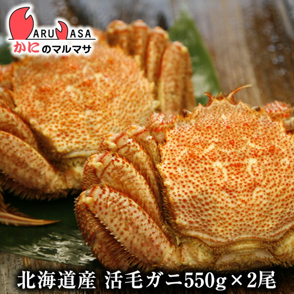 楽天かにのマルマサ【北海道】活毛がに（550g×2尾）セット あす楽 毛蟹 毛ガニ カニ通販 道産品 お取り寄せ ギフト 北海道産