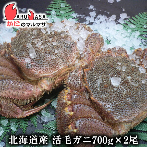 楽天かにのマルマサ【北海道】活毛がに（700g×2尾）セット あす楽 毛蟹 毛ガニ カニ通販 道産品 お取り寄せ ギフト 北海道産