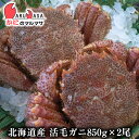 活毛がに(850g×2尾)セット あす楽 毛蟹 毛ガニ カニ通販 道産品 母の日 ギフト 北海道産