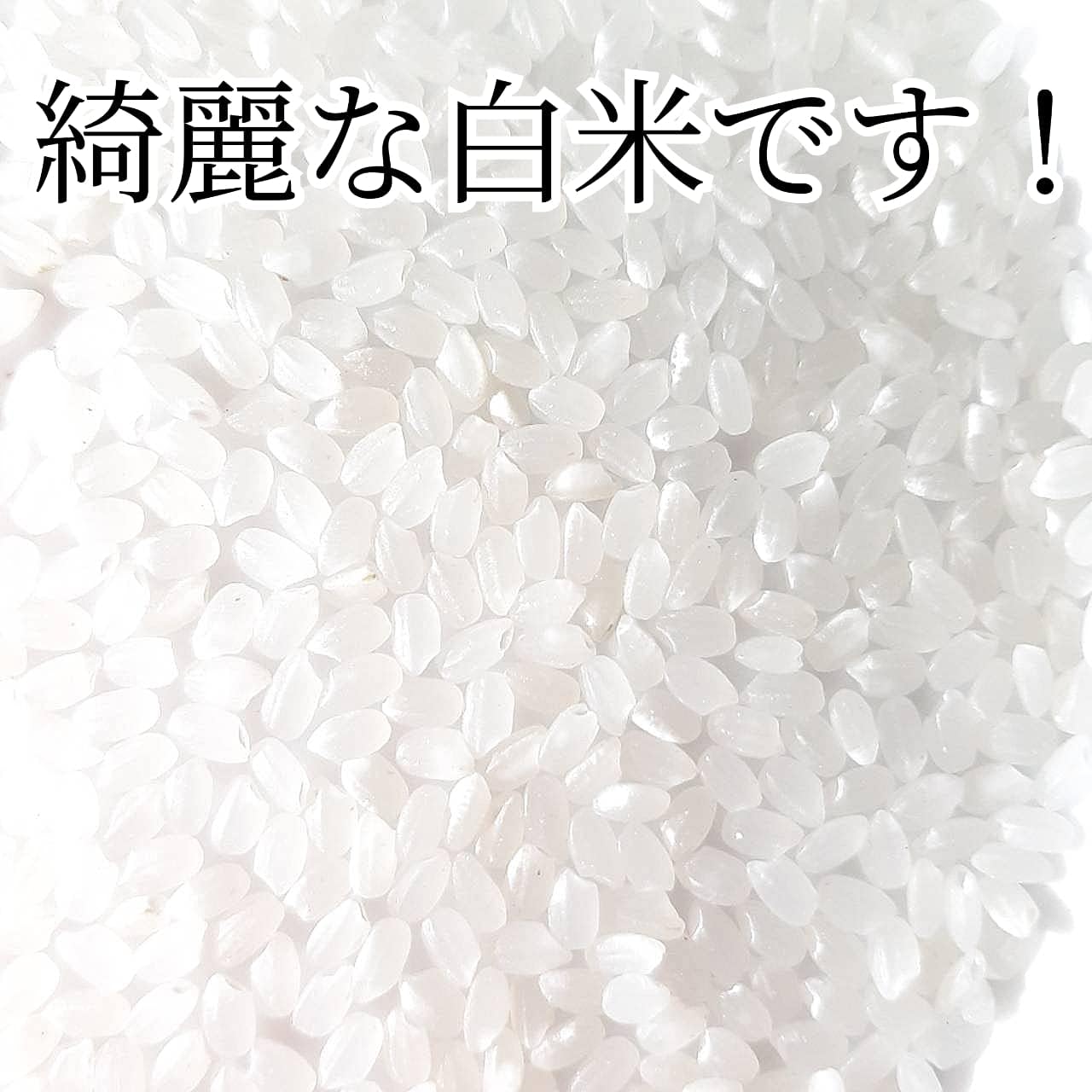 丸増【コシ白10】 大粒米 新米 令和7年産 埼玉県産 コシヒカリ 白米 10kg (5kg2袋) 未検査米 色彩選別済み おいしいお米 玄米 を精米してお届け致します white rice 産地直送！