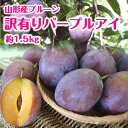 【送料無料】山形県産 訳有り プルーン「パープルアイ」約1.5kg（11-17玉） 山形 プルーン  ...