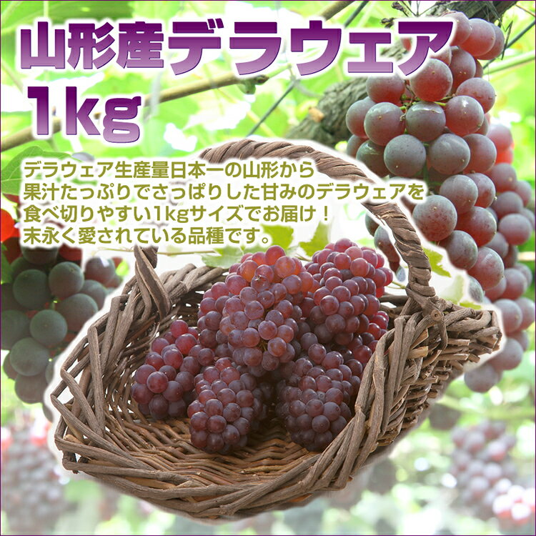 【送料無料】山形産 ぶどう デラウェア 約1kg(5-8房) 種無し お盆 山形 産地直送 葡萄 残暑見舞い 楽ギフ_のし 楽ギフ_のし宛書 楽ギフ_メッセ入力 3