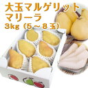 【ギフト】【送料無料】山形県産西洋梨「マルゲリットマリーラ」3kg(5-8玉) マリゲリット 山形 西洋梨 ようなし 梨 食べ頃 産直 ご贈答 楽ギフ_のし 楽ギフ_のし宛書 楽ギフ_メッセ入力