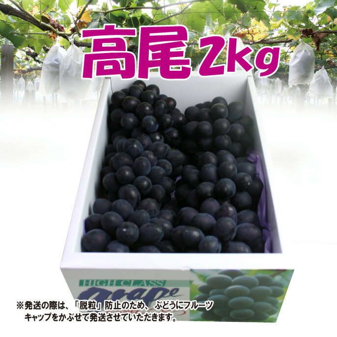 【予約】【送料無料】【数量限定】山形県産大粒ぶどう「高尾」2kg(3-5房) 山形 葡萄 ぶどう ブドウ 大粒 産直 ご贈答 budo 楽ギフ_のし 楽ギフ_のし宛書 楽ギフ_メッセ入力