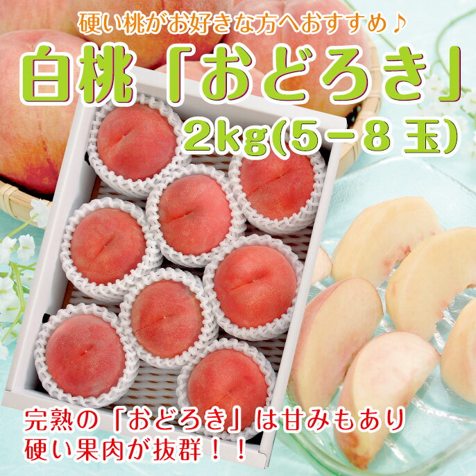 【送料無料】【硬い桃】山形県産 白桃「おどろき」2kg（5-8玉） 白桃 はくとう もも グルメ大賞 楽ギフ_のし 楽ギフ_のし宛書 楽ギフ_メッセ入力 硬桃