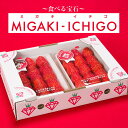 【ギフト】【送料無料】食べる宝石 宮城県産「ミガキイチゴ」320g×2パック（2Lサイズ） いちご 苺 クリスマス 復興支援 MIGAKI-ICHIGO 楽ギフ_のし 楽ギフ_のし宛書 楽ギフ_メッセ入力