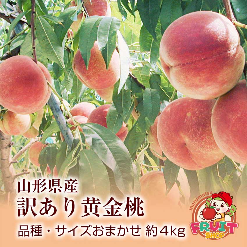 【送料無料】【訳あり】エントリーでポイント5倍 【数量限定】山形県産 黄金桃 黄桃 品種 サイズおまかせ 約4kg 傷 変形 着色不良 未熟等あり 【お一人様1箱まで】 【白桃との同梱不可】 【 沖…