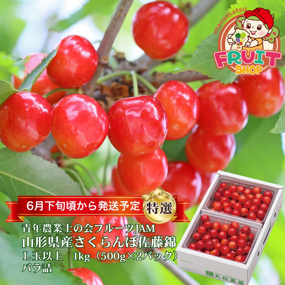 スーパーセール大特価！！3月中はエントリーしてポイント抽選！最大100％ポイントポイントバック！【予約】2026年6月～発送 ギフト 青年農業士の会 フルーツJAMの佐藤錦 1kg (500×2P) バラ詰め 特選L玉以上 山形 佐藤錦 さくらんぼ 露地 産直 1キロ お中元 楽ギフ_のし