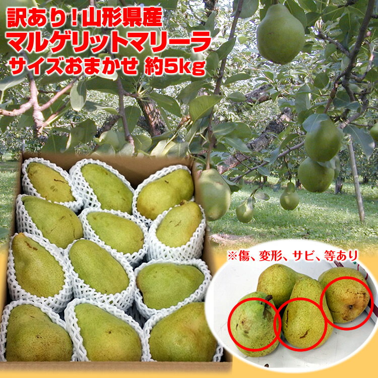 【送料無料】【訳あり】山形県産 西洋梨「マルゲリットマリーラ」約5kg(サイズおまかせ)※傷、変形、 ...