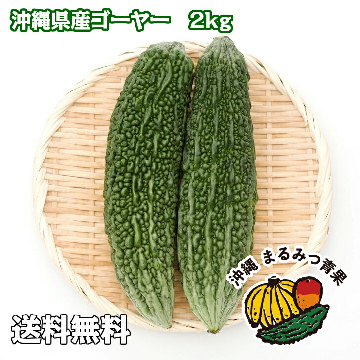 【送料無料】沖縄島野菜代表！ゴーヤー2kg　7〜10本【にがうり ゴーヤ 沖縄料理 野菜 サラダ 国産 お弁当のおかず スムージー 業務用 卸 健康食品 ビタミンC 買い回り 沖縄 沖縄産 沖縄県産】