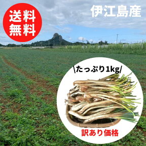 【3/15～発送開始！】【送料無料】伊江島産 島らっきょう 1kg【訳あり】2kgご購入で200gオマケ【島らっきょ ラッキョウ らっきょう ビールのつまみ 酒のつまみ おつまみ 野菜 沖縄野菜 伊江島 新鮮 おすすめ 沖縄 沖縄産 沖縄県産 買い回り 楽天お買物マラソン】