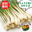 【送料無料】沖縄県産 島らっきょう Sサイズ 500g【島らっきょ ラッキョウ 島ラッキョウ らっきょう 国産 ビールのつまみ 酒のつまみ おつまみ 野菜 沖縄野菜 美味しい おいしい 新鮮 沖縄 沖縄産 買い回り】【お買い物マラソン】