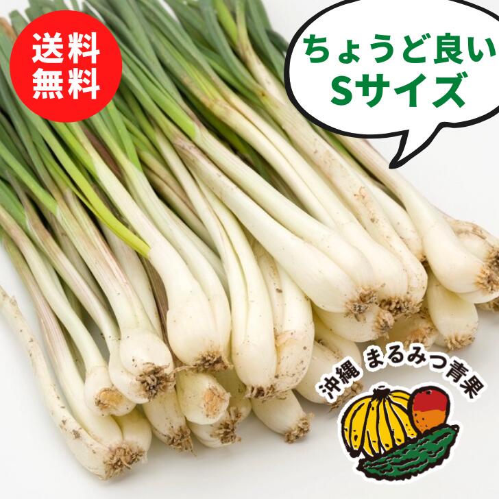 【送料無料】沖縄県産 島らっきょう Sサイズ 1kg【島らっきょ ラッキョウ らっきょう 国産 ビールのつまみ 酒のつまみ おつまみ 野菜 沖縄野菜 美味しい 新鮮 おすすめ 沖縄 沖縄産 沖縄県産 1…