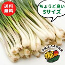 【送料無料】沖縄県産 島らっきょう Sサイズ 1kg【島らっきょ ラッキョウ らっきょう 国産 ビールのつまみ 酒のつまみ おつまみ 野菜 沖縄野菜 美味しい 新鮮 おすすめ 沖縄 沖縄産 沖縄県産 1kg 買い回り】【お買い物マラソン】