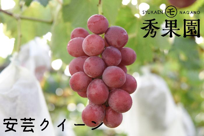 【ご家庭用】長野県産 安芸クイーン（種有り） 約2kg【訳あり】【日付指定不可】