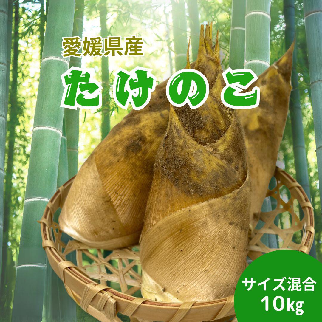 愛媛県産　タケノコ　10kg