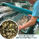 【産地直送】千葉県九十九里産　天然はまぐり（中）3kg 2