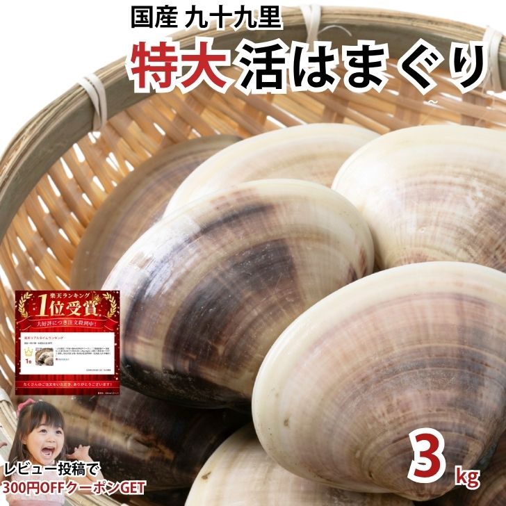 P2倍+＼3%offクーポン 4/5 23:59まで／国産 九十九里 活はまぐり 特大100〜140g 3kg(18〜30粒) 千葉県 ハマグリ 蛤 酒蒸し お吸い物 BB..