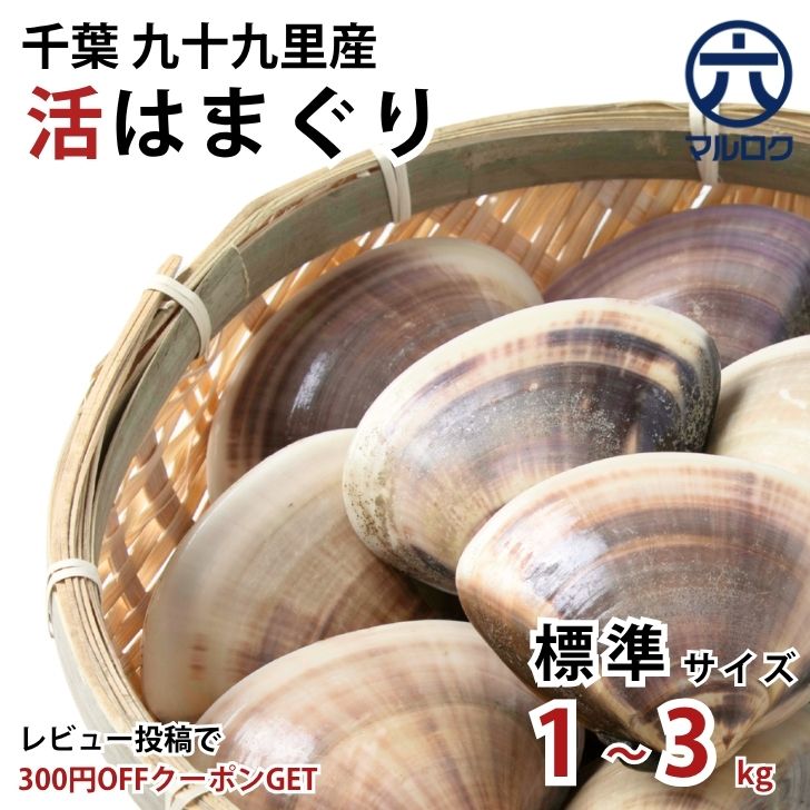 国産 九十九里 活はまぐり 標準サイズ 1kg(16〜25粒) 千葉県 ハマグリ 蛤 酒蒸し ワイン蒸し お吸い物 BBQ 花見 焼き蛤 貝 おつまみ お中元 作り置き 市場 ホンビノス