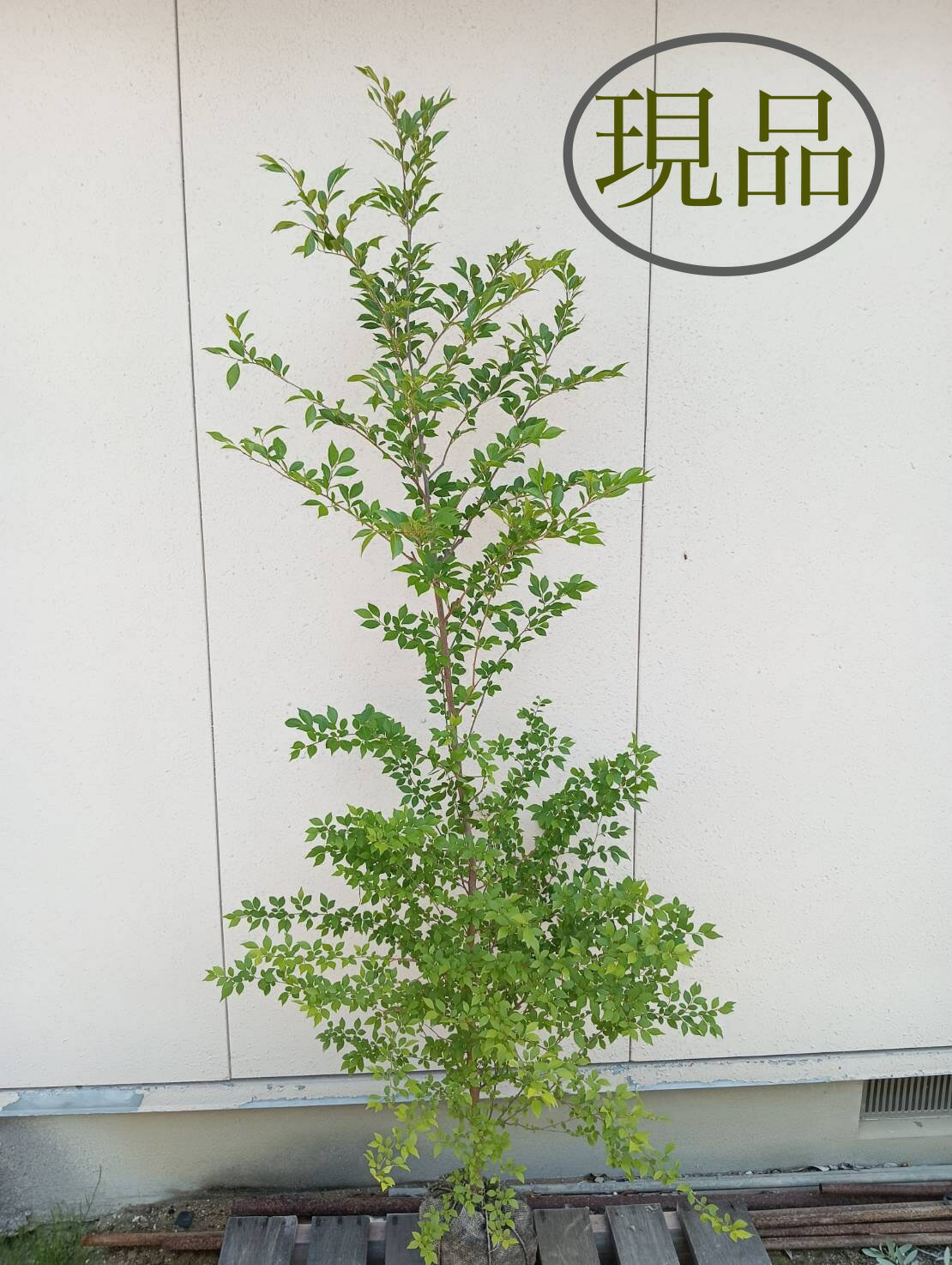 【落葉樹:ヒメシャラ 単木 根巻 1.8m】落葉高木 広葉樹 現品
