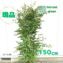 ◎現品発送◎【落葉樹 : ヒメシャラ 株 根巻 1.5m 】落葉中高木 広葉樹 庭木 植木 姫沙羅 樹木 ひめしゃら シンボルツリー アカラギ サルタノキ 植樹...