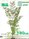 ◎現品発送◎【落葉樹:シャラ 株 根巻 1.8m 】 落葉高木 庭木 植木 シンボルツリー 庭植え 玄関 シャラノキ 夏椿 ナツツバキ 株立ち 花木 樹木 植栽...