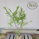 落葉中高木 広葉樹 錦木 かみそりのき カミソリノキ 落葉樹 庭木 植木 樹木 シンボルツリー 目隠し ガーデニング エクステリア ガーデン 庭植え 玄関 記念樹 和風 洋風 屋外 お祝い 現品