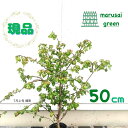 ◎現品発送◎【落葉樹:ニシキギ 単木 ポット 50cm】 落葉中低木 広葉樹 錦木 かみそりのき カミソリノキ