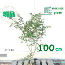 ◎現品発送◎【落葉樹:ニシキギ 単木 根巻 1.0m 】落葉中高木 広葉樹 錦木 かみそりのき カミソリノキ 販売 庭木 植木 樹木 植樹 植栽 植物 紅葉樹 ...