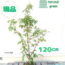 ◎現品発送◎【 落葉樹:大輪エゴノキ メリオデンドロン ピンク花 単木 根巻 1.2m 】 落葉中高木