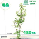 ◎現品発送◎【落葉樹:大輪エゴノキ メリオデンドロン ピンク花 単木 根巻 1.8m】落葉中高木 苗 苗木