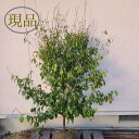 【常緑樹:常緑エゴノキ 単木 根巻 1.8m】常緑高木 現品