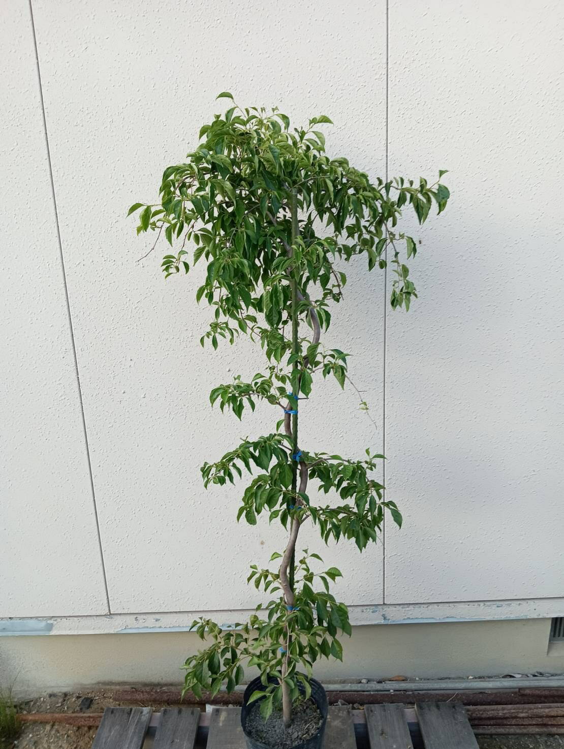 【落葉樹:枝垂れエゴノキ 赤 単木 ポット1.5m】落葉中高木 現品