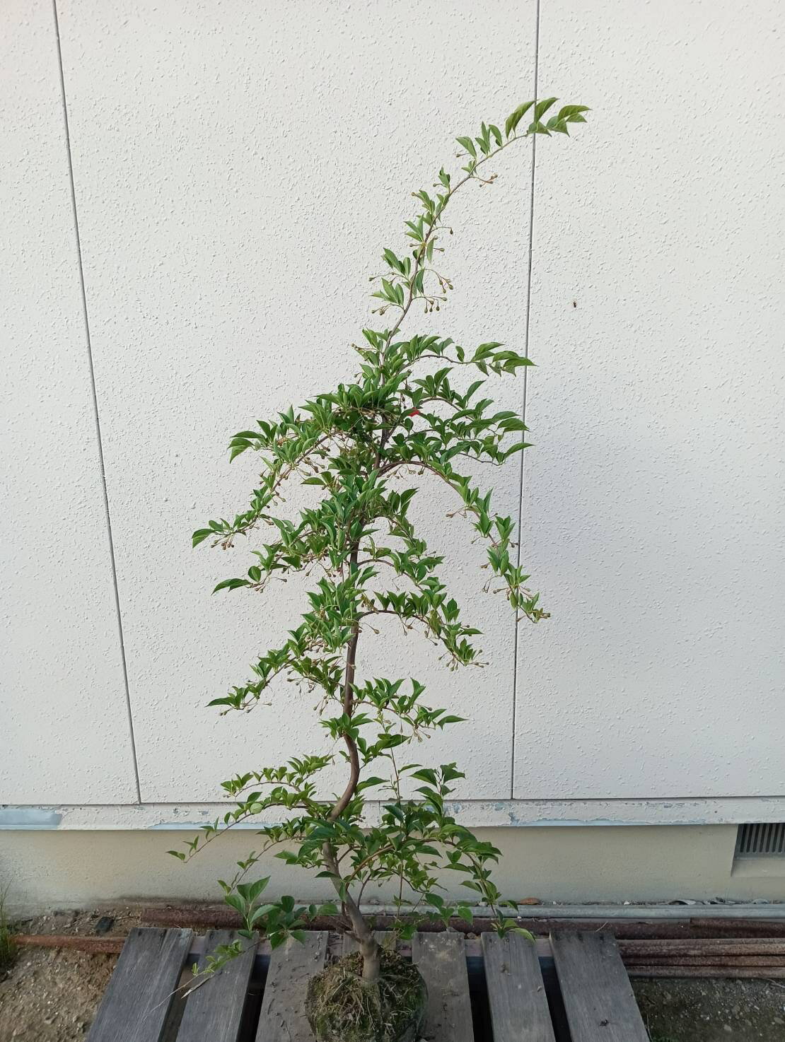 【落葉樹:枝垂れエゴノキ 赤 単木 根巻 1.5m】落葉中高木 庭木 植木シンボルツリー 現品