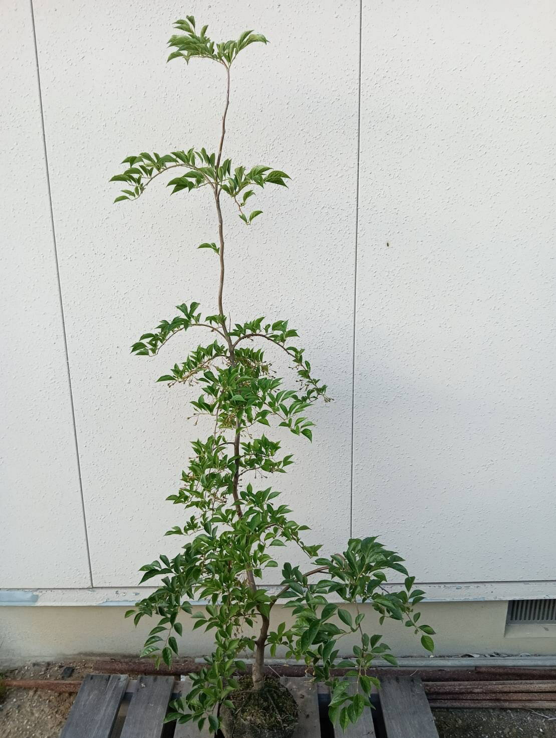 【落葉樹:枝垂れエゴノキ 赤 単木 根巻 1.8m】落葉高木 庭木 植木シンボルツリー 現品