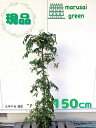 ◎現品発送◎【 落葉樹:枝垂れエゴノキ 赤 単木 ポット1.5m】落葉中高木
