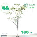 ◎現品発送◎【落葉樹:斑入りハナミズキ イロドリ(彩) 単木 根巻 1.8m 】落葉高木 庭木 植木 樹木 庭植え 植栽 植樹 植物 シンボルツリー ステラ系 ...