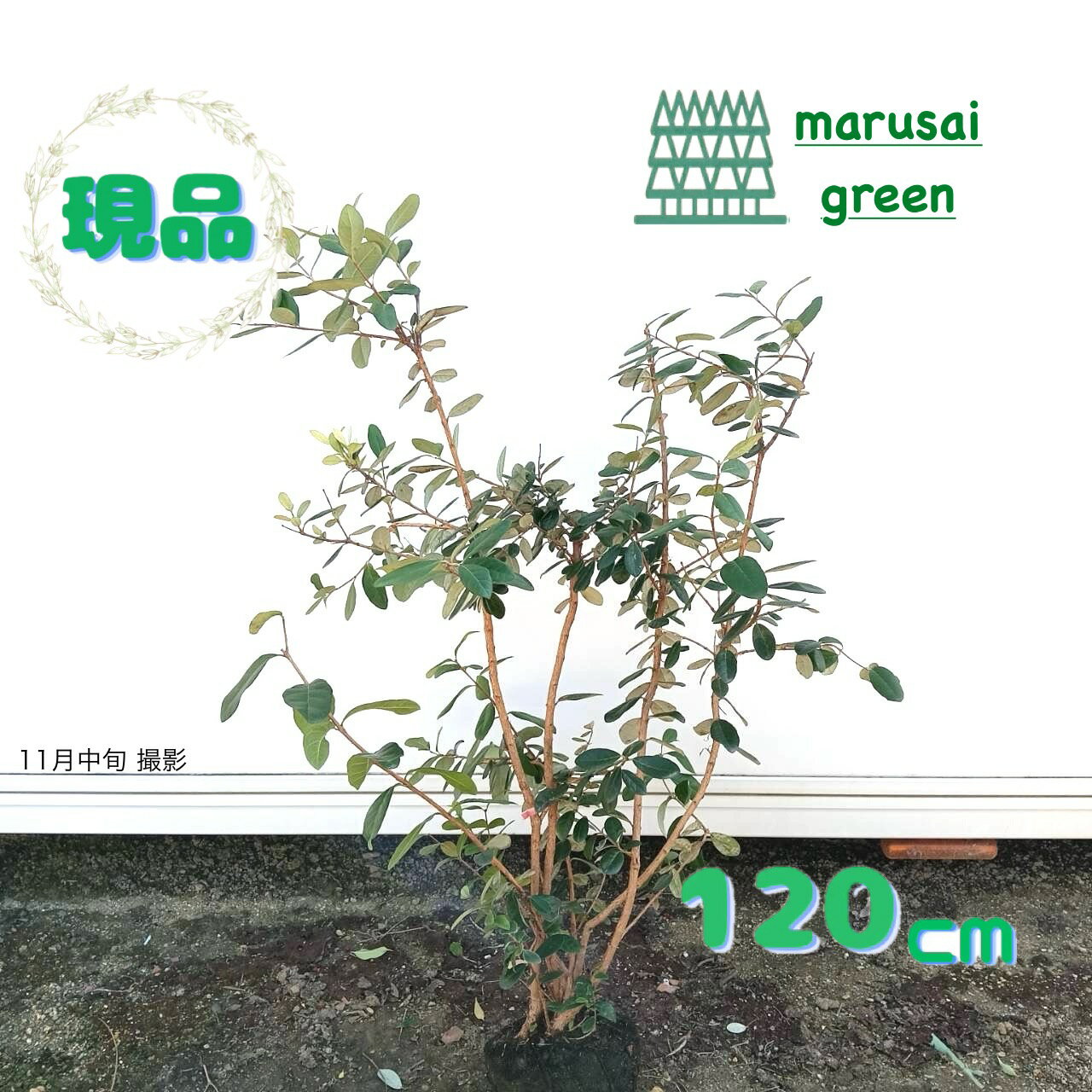 ȯھв̼:ե祢 ݥ   1.2m    ܥĥ꡼ ե祢 ѥʥåץ륰 Ѵ н ̼  Ǯ     