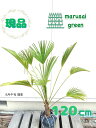 ◎現品発送◎【常緑樹:トウシュロ 単木 ポット 1.2m】常緑中低木 庭木 植木 シンボルツリー シュロ トウジュロ 唐棕櫚 広葉樹