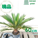 ◎現品発送◎【ソテツ ポット 60cm 】庭木 植木 シンボルツリー 樹木 目隠し ガーデニング エクステリア 洋風 和風 記念樹 耐暑性 耐寒性 植栽 オシャ...
