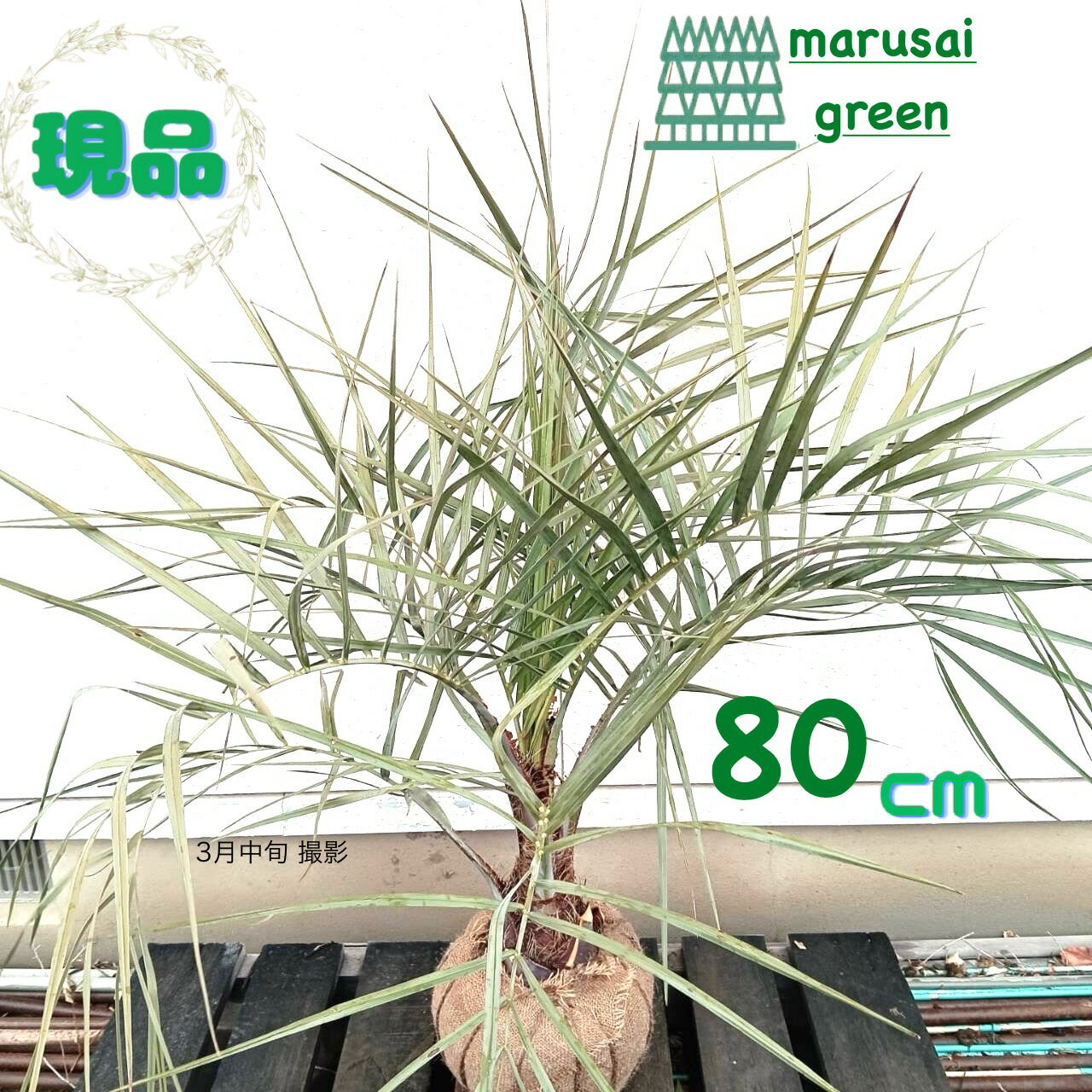 楽天市場】ココスヤシ(植木|ガーデニング・農業):花 楽天市場】ココスヤシ(植木|ガーデニング・農業):花