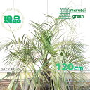 ◎現品発送◎【常緑樹:ココスヤシ 単木 根巻 1.2m】常緑中低木 庭木 植木 シンボルツリー ブラジルヤシ ヤタイヤシ パームツリー ヤシノキ 樹木 植樹 販...