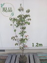 ◎現品発送◎【落葉樹:ヤマボウシ源平 単木 根巻 1.2m】 落葉中高木 現品