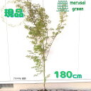 ◎現品発送◎【☆落葉樹:モミジ 青竜 単木 根巻1.8m 】落葉高木