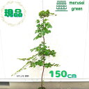◎現品発送◎【落葉樹:枝垂れコハウチワカエデ 関の華厳 単木 根巻 1.5m 】落葉高木 広葉樹
