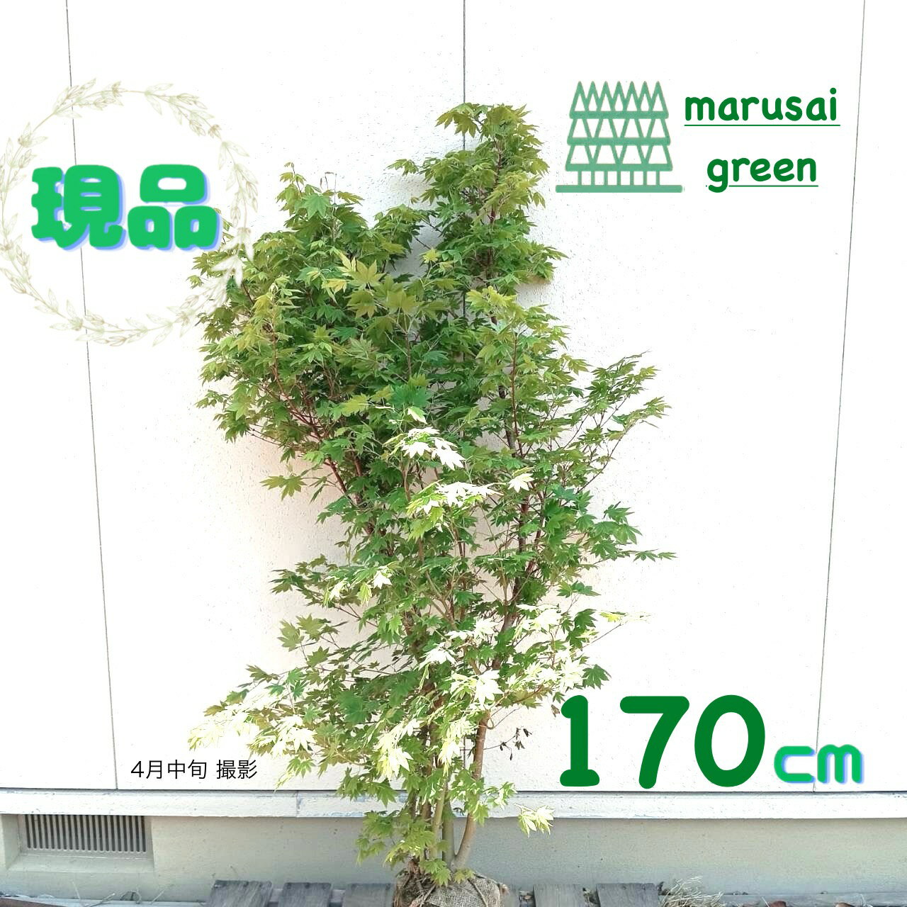 楽天市場】コハウチワカエデ 盆栽の通販 楽天市場】コハウチワカエデ 盆栽の通販