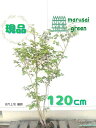 ◎現品発送◎【落葉樹:コハウチワカエデ 株 根巻 1.2m】落葉中高木 苗 苗木