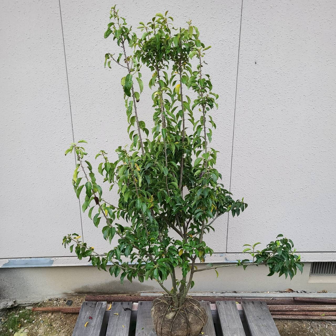 常緑中高木 庭木 植木 庭植え シンボルツリー ソヨギ フクラシバ フクラモチ 庭植え 植物 玄関 目隠し ガーデニング エクステリア 耐寒性 お祝い おしゃれ 大型 現品